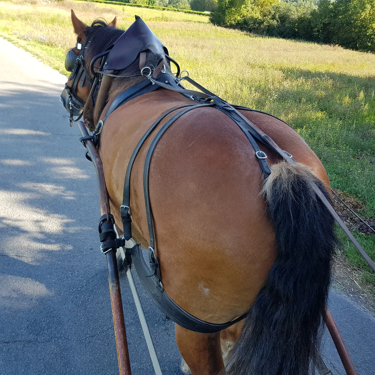 tours de caleche prés de saintes en charente maritime