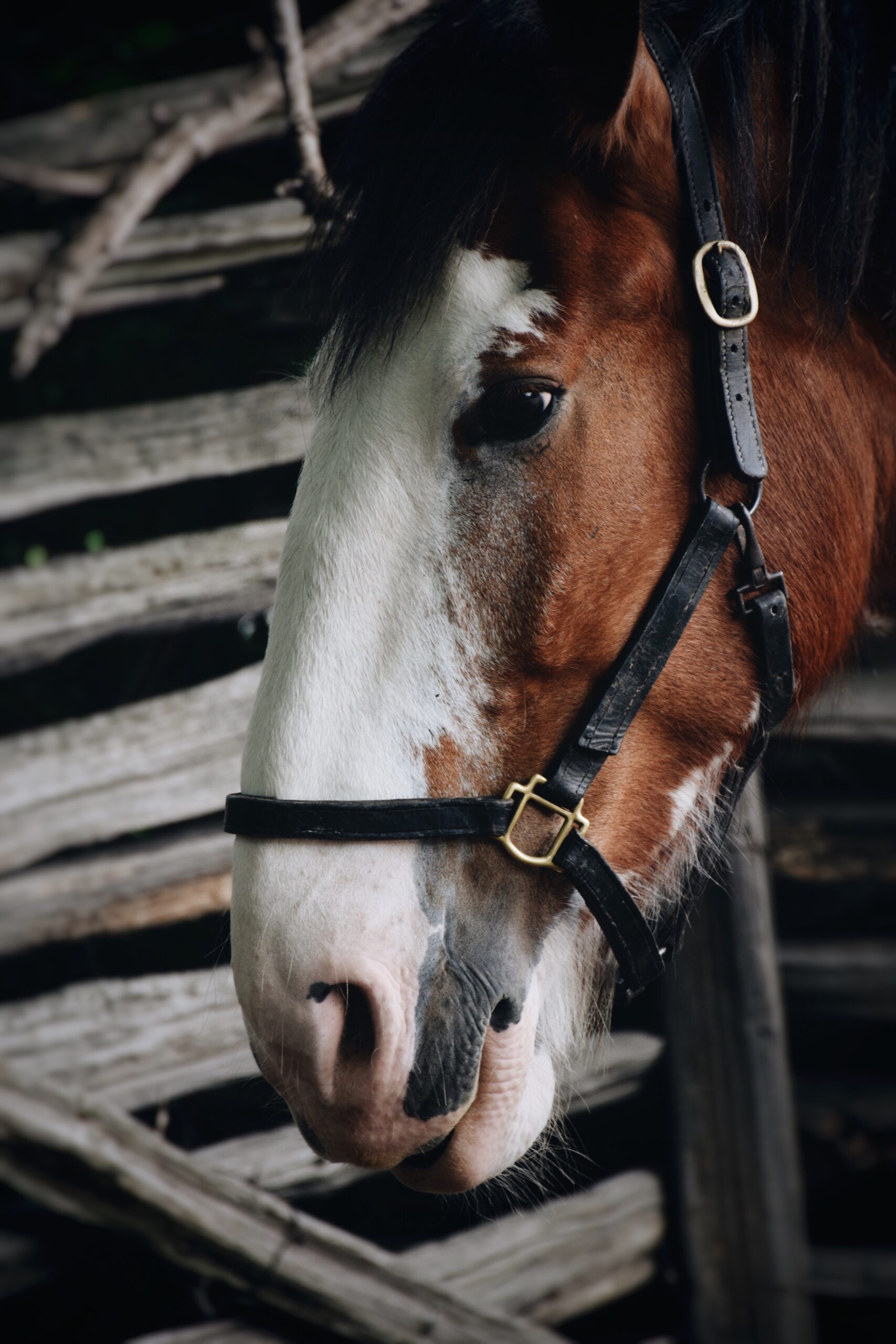 centre equestre en charente maritime